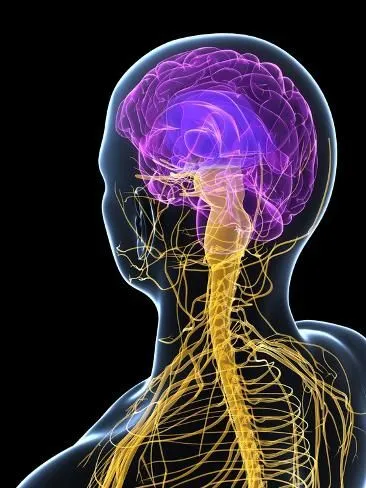 Cerebro y sistema nervioso